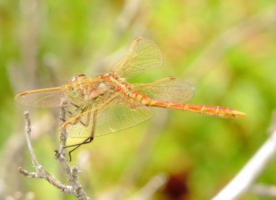 Saffron-Winged Meadowhawk