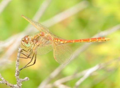 Saffron-Winged Meadowhawk