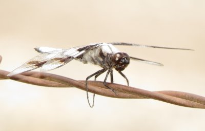 Eight-Spotted Skimmer