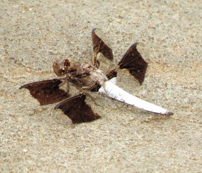 Common Whitetail