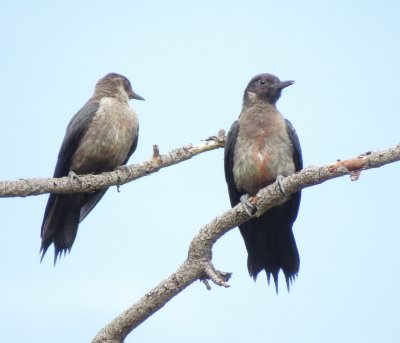 Lewis' Woodpecker