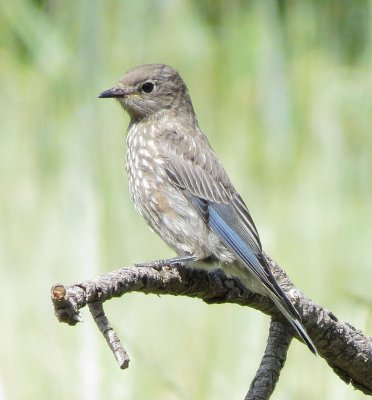 Western Bluebird