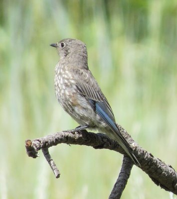 Western Bluebird