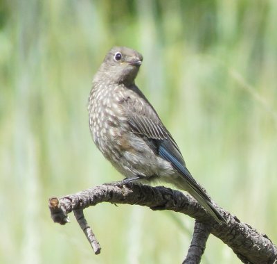 Western Bluebird