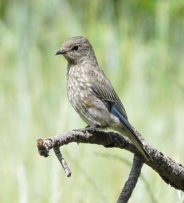 Western Bluebird