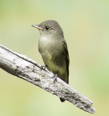 Western Wood Pewee