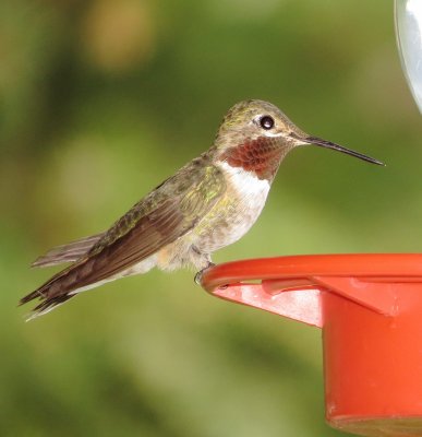 Broad-Tailed Hummingbird