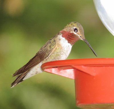 Broad-Tailed Hummingbird