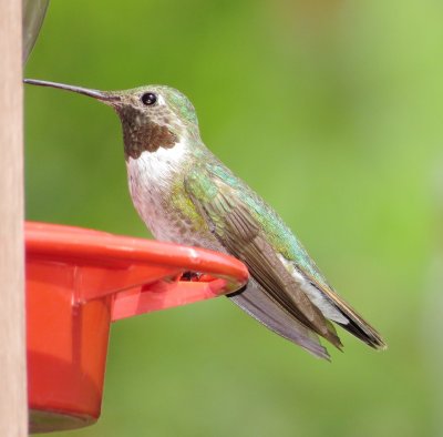 Broad-Tailed Hummingbird