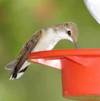 Black-Chinned Hummingbird