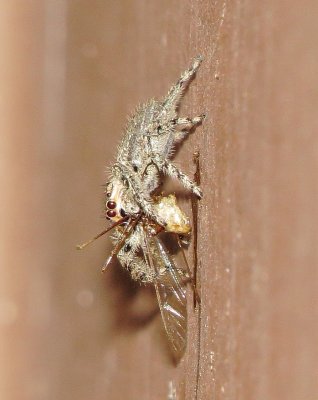 Tan Jumping Spider