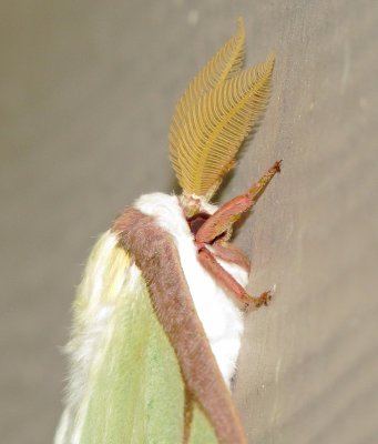 Luna Moth