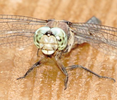 Great Blue Skimmer