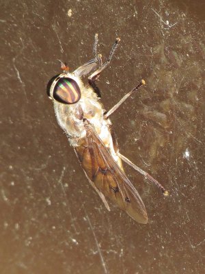Horse Fly Species