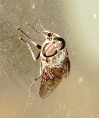 Horse Fly Species
