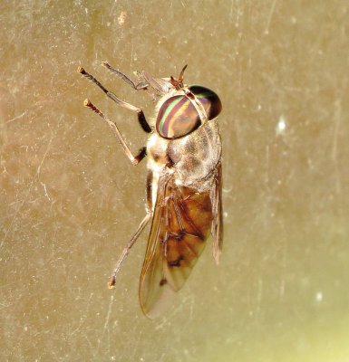 Horse Fly Species