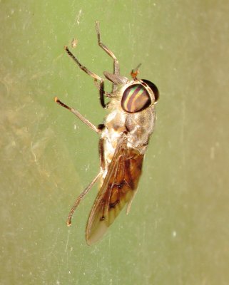 Horse Fly Species