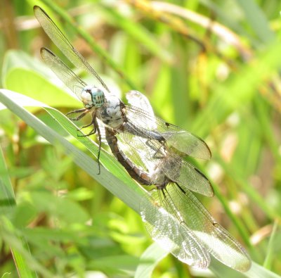 Great Blue Skimmer