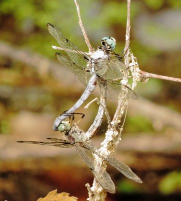 Great Blue Skimmer