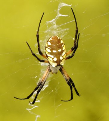 Yellow Garden Spider