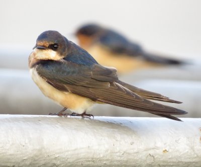 Barn Swallow