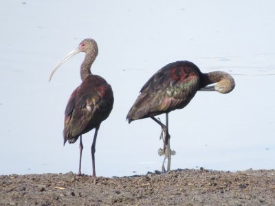 White-Faced Ibis (left) and possible Glossy Ibis or Glossy/White-Faced Hybrid