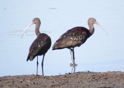 White-Faced Ibis (left) and possible Glossy Ibis or Glossy/White-Faced Hybrid