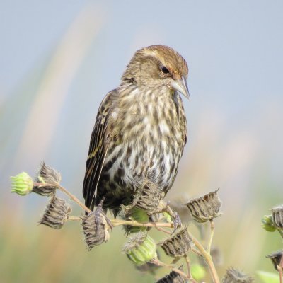 Red-Winged Blackbird
