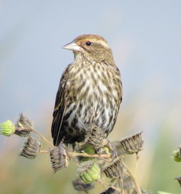 Red-Winged Blackbird