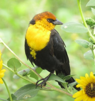 Yellow-Headed Blackbird