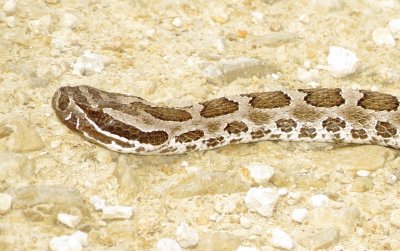 Western Massasauga