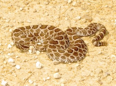 Western Massasauga
