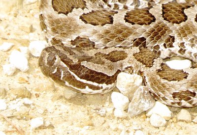 Western Massasauga