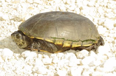 Yellow Mud Turtle