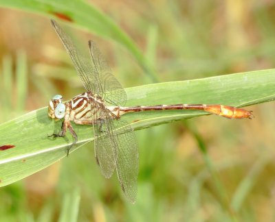 Russet-Tipped Clubtail