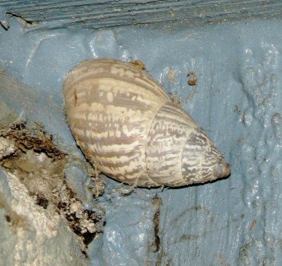 Whitewashed Rabdotus