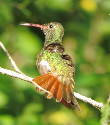 Buff-Bellied Hummingbird