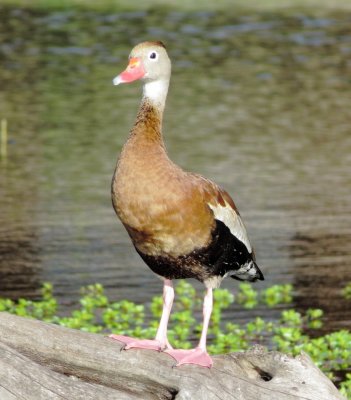 Black-Bellied Whistling Duck