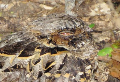 Common Pauraque