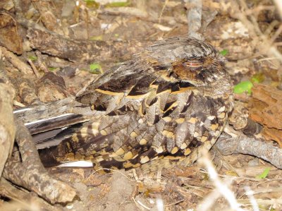 Common Pauraque