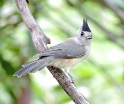 Black-Crested Titmouse