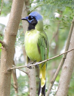 Green Jay