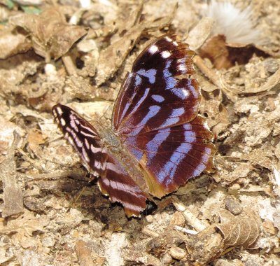 Mexican Bluewing