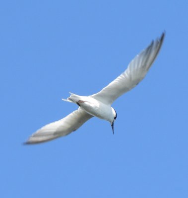 Coastal Least Tern