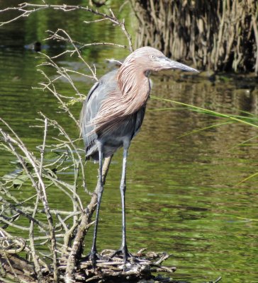 Reddish Egret