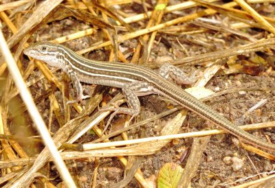 Common Spotted Whiptail