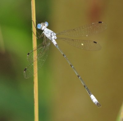 Chalky Spreadwing