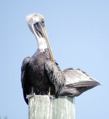 Brown Pelican