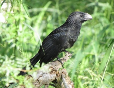 Groove-Billed Ani