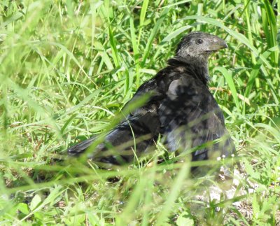 Groove-Billed Ani